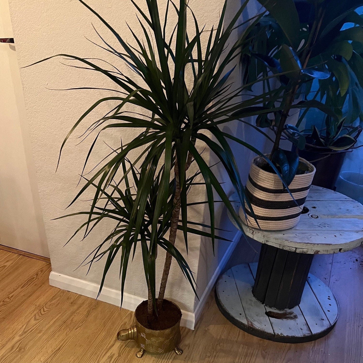 Maxlume - Turtoise Solid Cast Brass Metal Planter Pot for Succulents & Plants | Safari Planter | Animal Pot | Unique Planter |